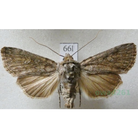 Dichagyris forcipula (Denis & Schiffermüller, 1775) Czech66l